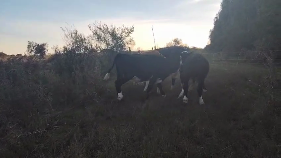 Lote 4 Piezas de cría a remate en Pantalla Camy, San José