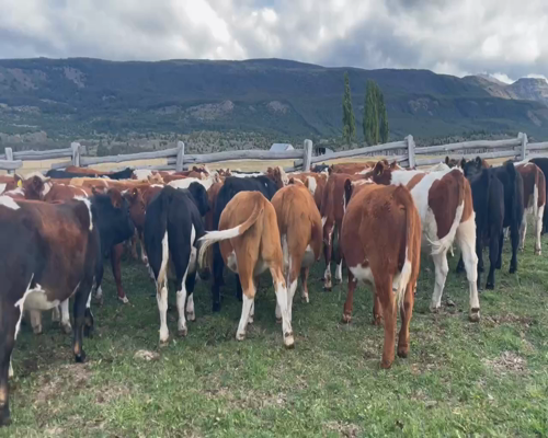 Lote 44 Novillo Engorda en Coyhaique, XI Región Aysén