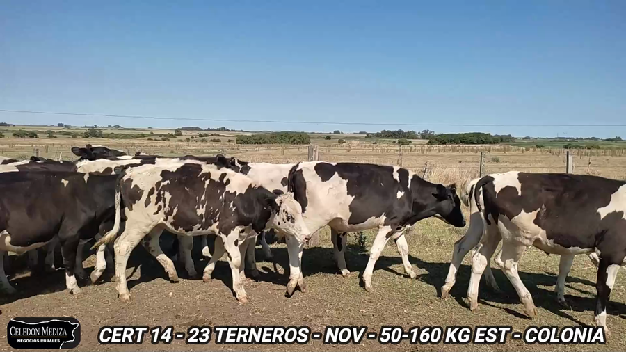 Lote 23 Terneros en Tarariras, Colonia