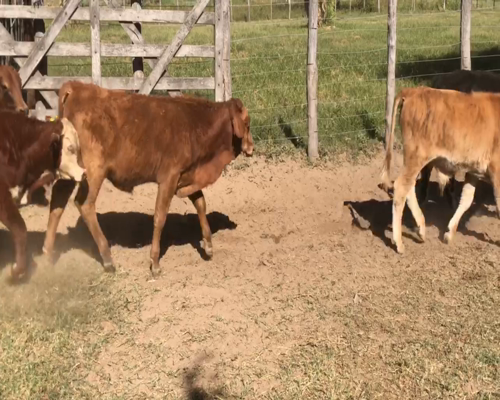 Lote 110 Terneros/as en Estanislao Del Campo, Formosa