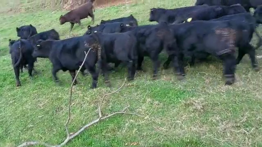 Lote 52 Ternero en Lago Ranco, XIV Región Los Ríos