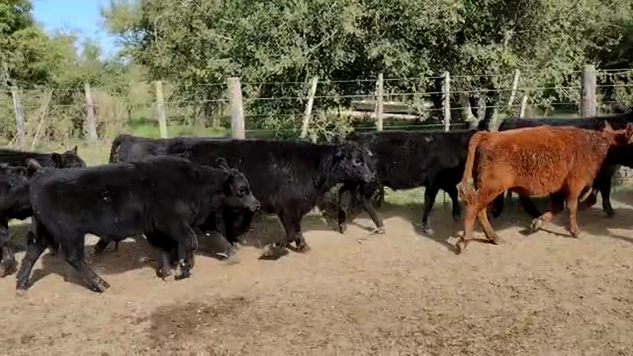 Lote 31 Terneros en Punta Indio, Buenos Aires