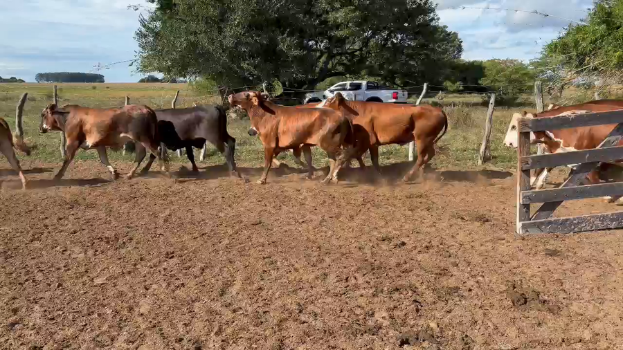 Lote 70 Novillos en Corrientes, Saladas