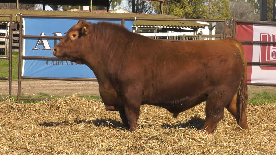 Lote TOROS ANGUS PP