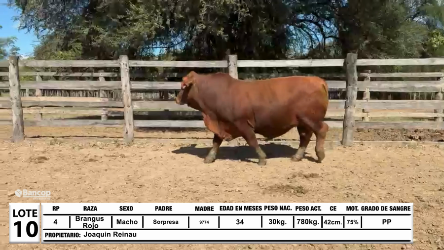 Lote Lote 10