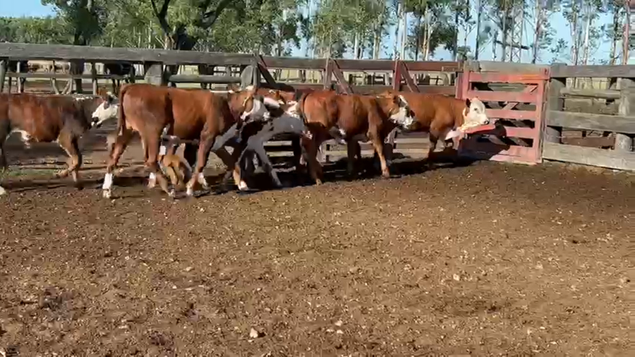 Lote 110 Terneros