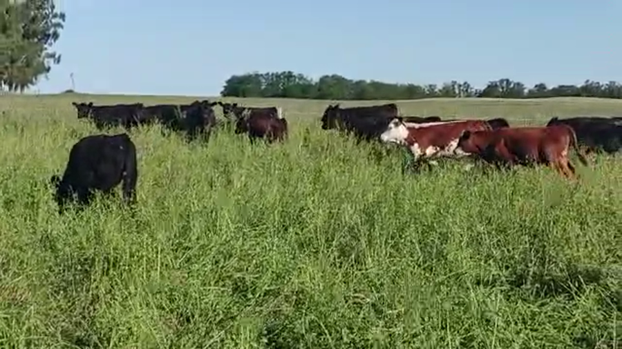 Lote 100 terneros/as en bonifacio