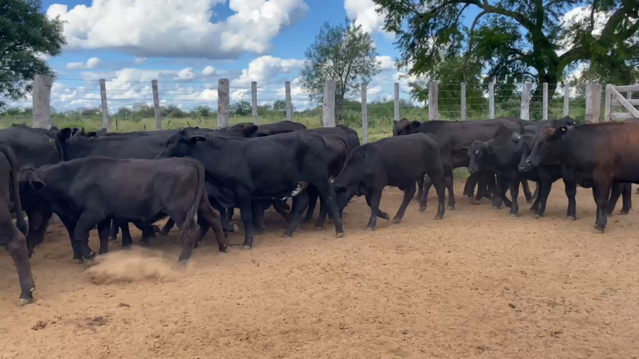 Lote 50 Vaquillonas P/ entorar en Estanislao Del Campo, Formosa