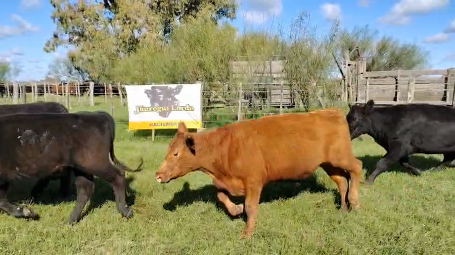 Lote 110 Novillitos