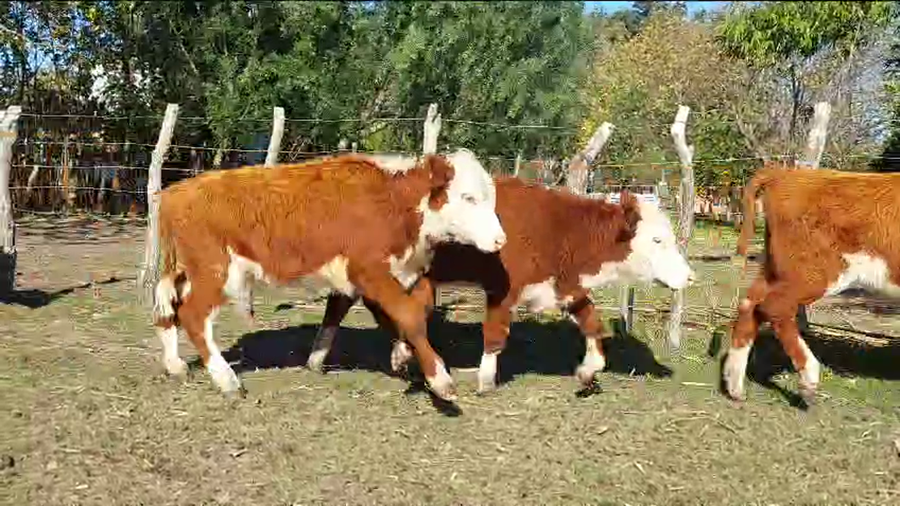 Lote 30 Terneras