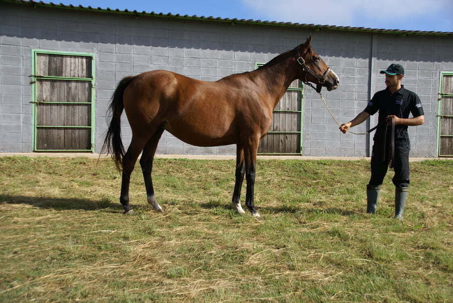Lote NOSSA URUGUAYA (Brz)