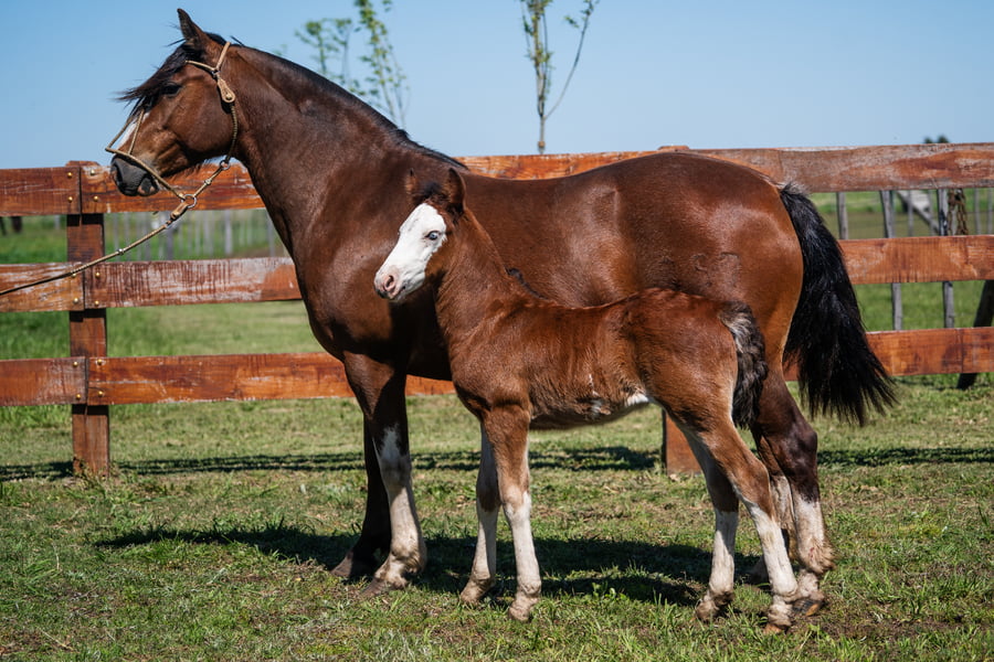 Lote PATACON FESTUCA