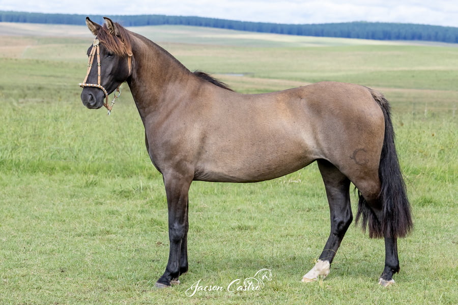 Lote Decidida De Los Recuerdos TE