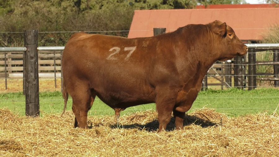 Lote TOROS ANGUS PURO CONTROLADO