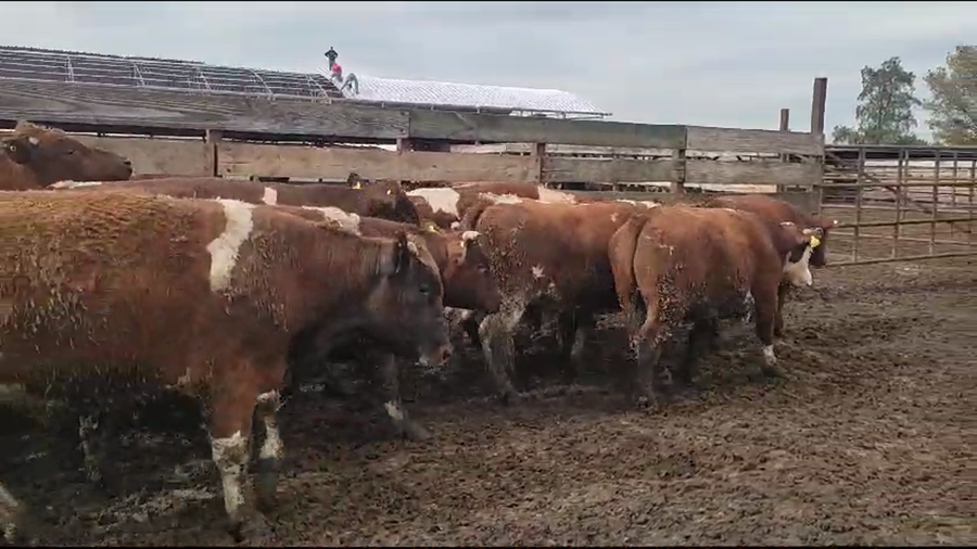 Lote 20 Novillo Gordo en Los Ángeles, VIII Región Biobío