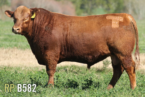 Lote 3 TOROS PUROS DE PEDIGREE