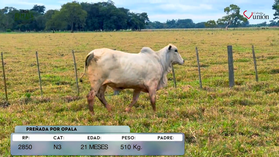 Lote Vaquillas a remate en Tercer Remate Agroganadera Natalia, Concepción