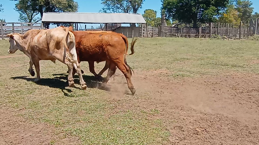 Lote 60 Novillos en Corrientes, Guaviravi
