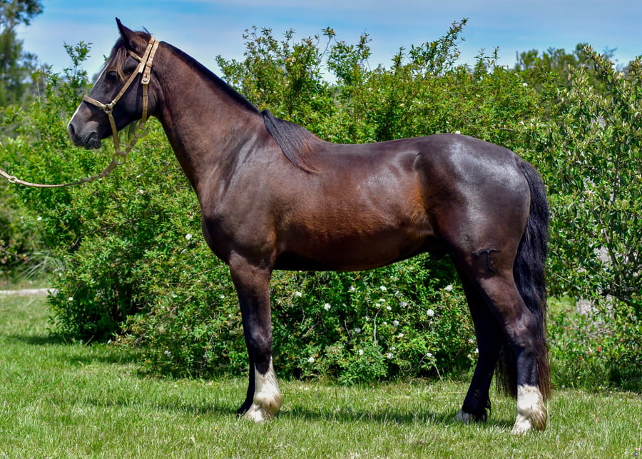 Lote Tobogán Gambito