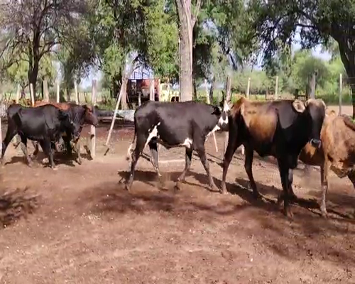 Lote 35 Vacas en Monte Quemado, Santiago del Estero