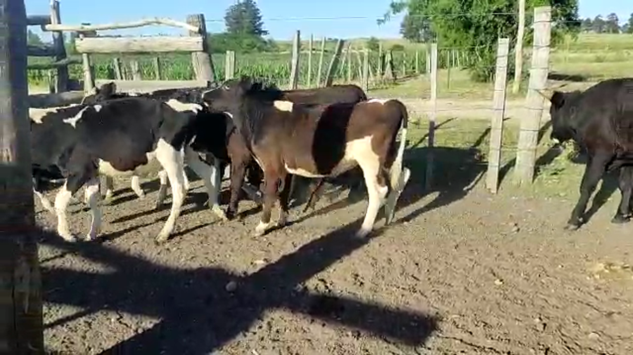 Lote 9 Terneros Holando