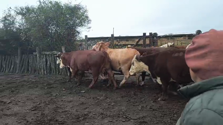 Lote 9 Vaca en Corrientes, Curuzu Cuatia