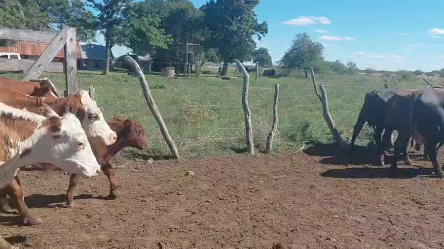 Lote 104 Vacas con Cría
