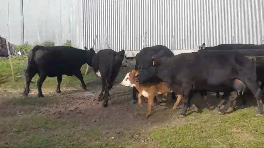 Lote (Vendido)16 Piezas de cría ANGUS/ HEREFORD a remate en #49 Pantalla Carmelo en COLONIA ARRUE
