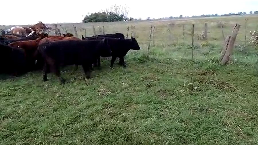 Lote 34 Novillitos y vaquillonas en San Andrés de Giles, Buenos Aires