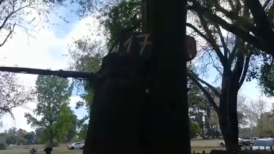 Lote "Corral 17 Vaq. PC Preñadas ""El Atardecer"""