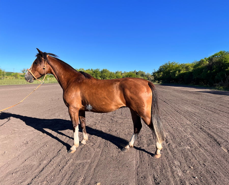 Lote PERDIGUER DEL PORRUA