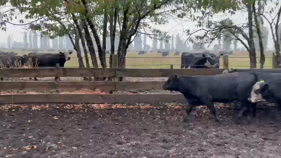 Imagen 1 del Lote Lote 65 Ternero en Los Ángeles, VIII Región Biobío