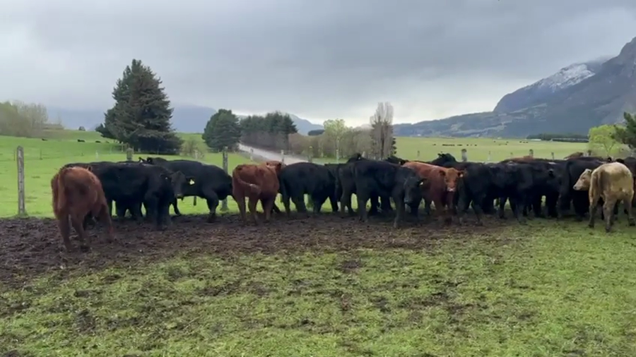 Lote 60 Novillo Engorda en Coyhaique, XI Región Aysén