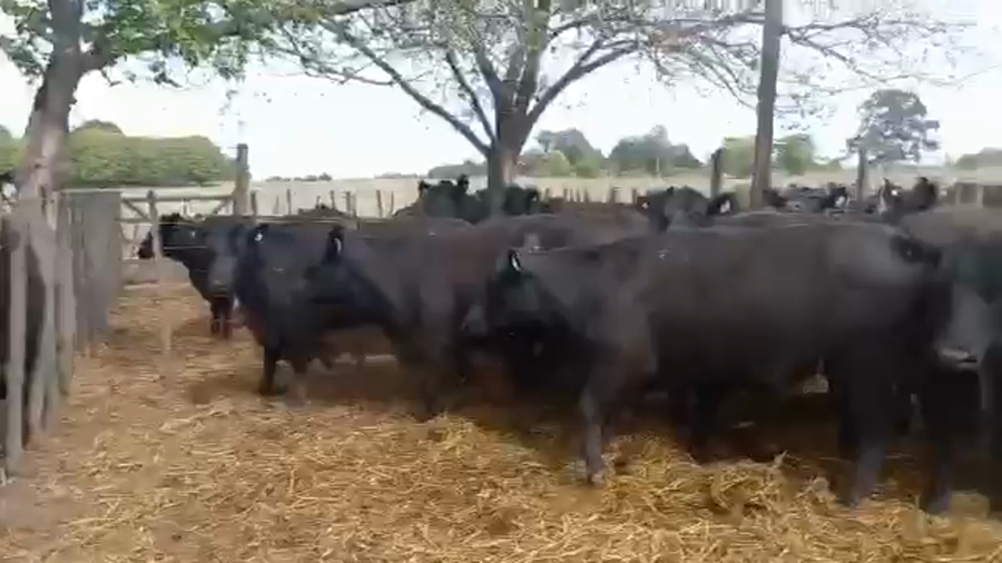 Lote "Corral 197 Vaq. Angus MAS y Generales Preñadas ""SUC. DE GOTI"""