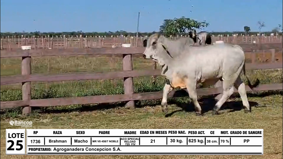 Lote Lote 25