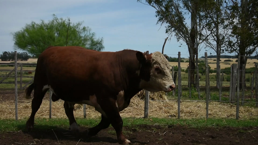 Lote "Los Piquillines" ,RP 249