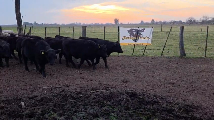 Lote 10 Terneros