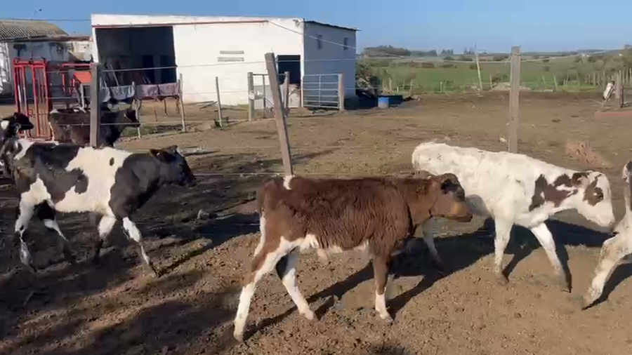 Lote 47 Terneros Holando a remate en Pantalla Camy en Berrondo