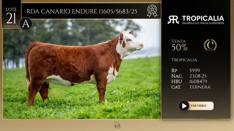 Lote RDA CANARIO ENDURE 11605/5683/25