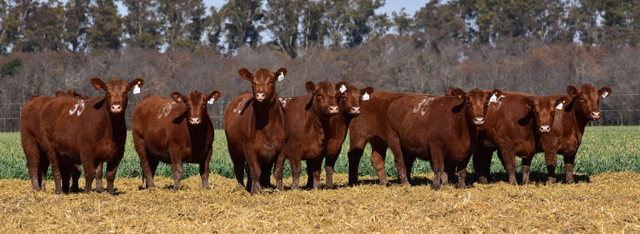 Lote VAQUILLONA ANGUS PC OTOÑO