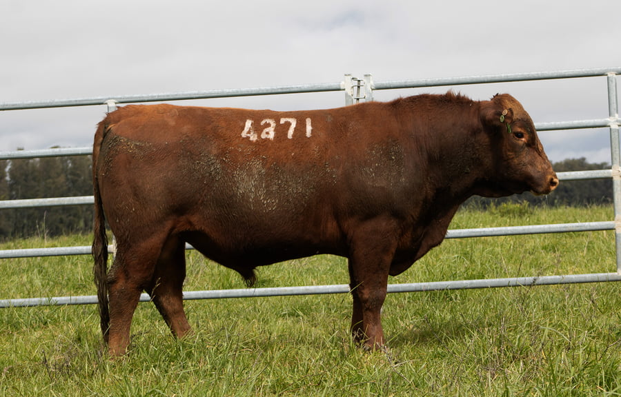 Lote ABERDEEN ANGUS SA - Angus COLORADOS