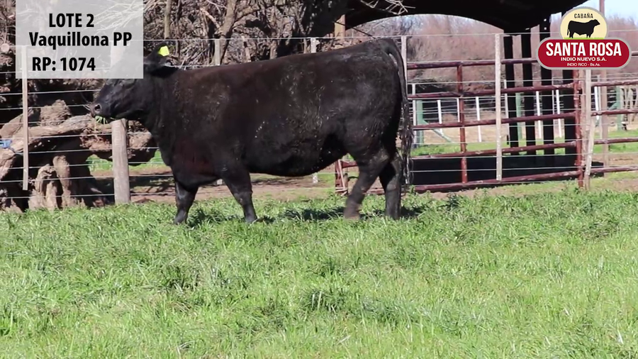 Lote VAQUILLONAS PREÑADA