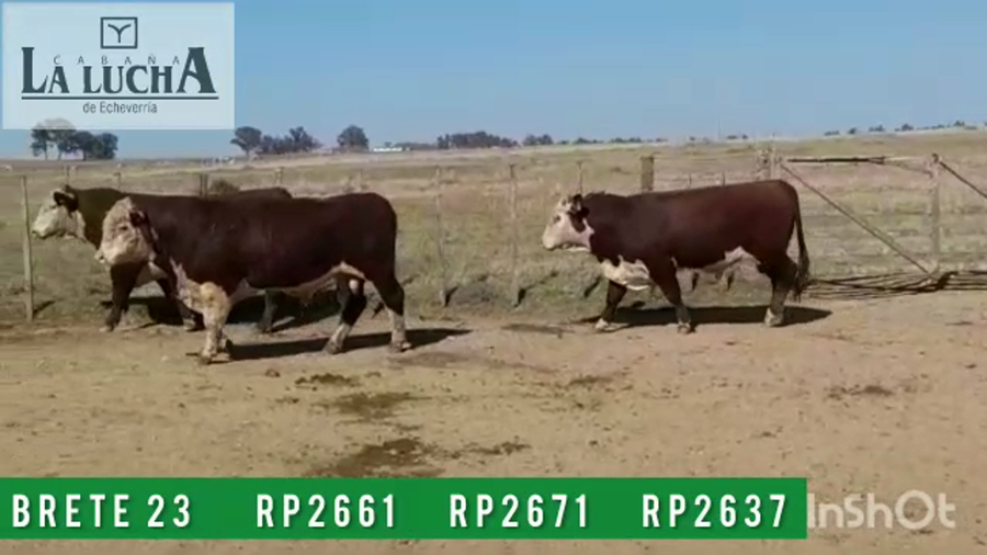 Lote TOROS POLLED HEREFORD PI