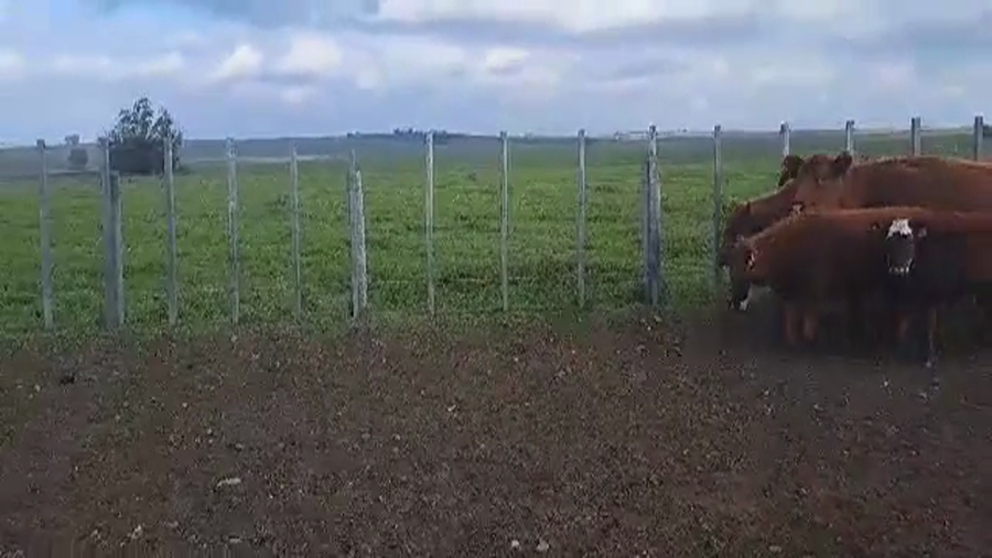 Lote 10 PIEZAS DE CRIA