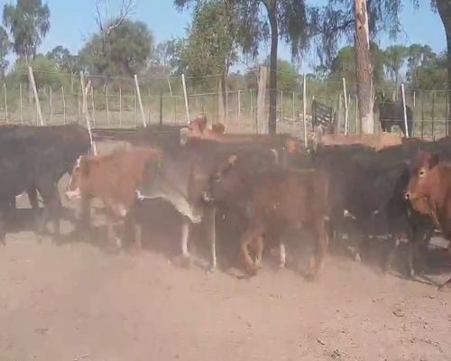 Lote 70 Terneros/as en Tintina, Santiago del Estero