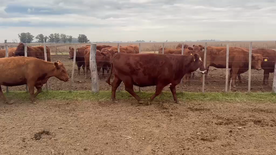 Lote 45 Vacas medio uso C/ gtia de preñez en Buenos Aires, Suipacha