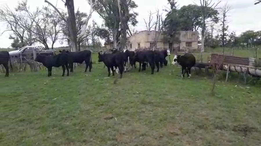 Lote 23 Terneros/as en Santa Fe, Moisés Ville