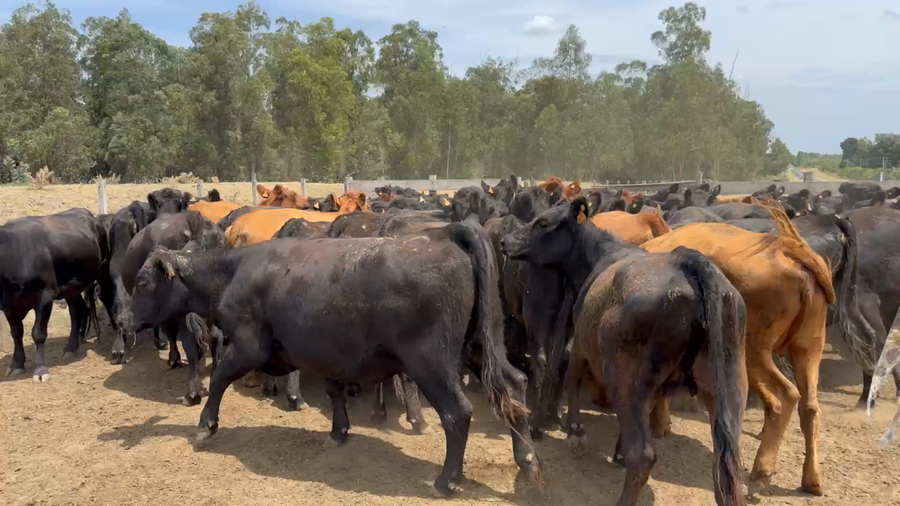 Lote 83 Vientres Preñados en Sauce, Canelones