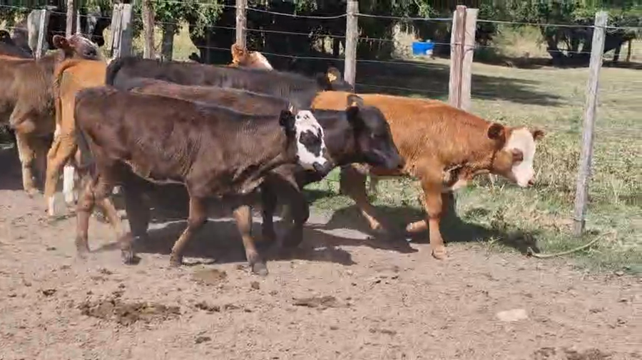 Lote 13 Terneros y Terneras a remate en Ultima pantalla del año - Escritorio Camy, San José