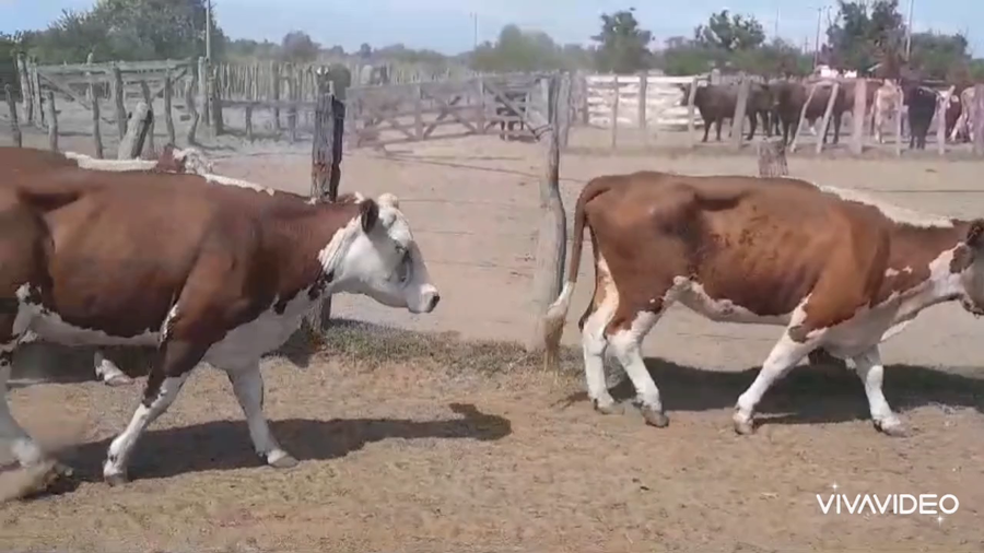 Lote 49 Vacas nuevas C/ cria en Villa Paranacito, Entre Ríos